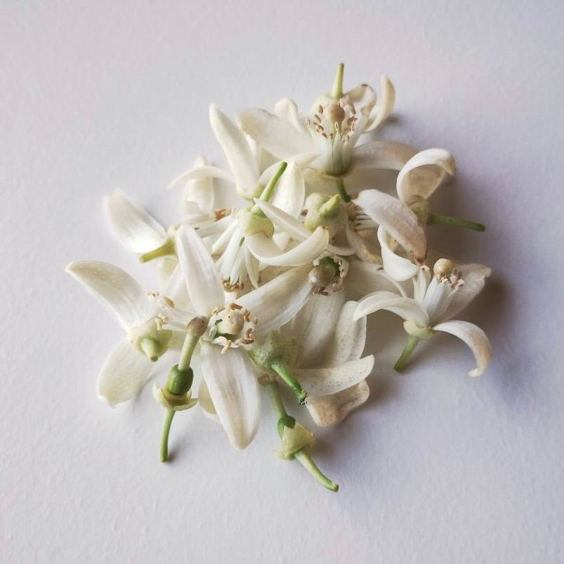Citrus Flowers