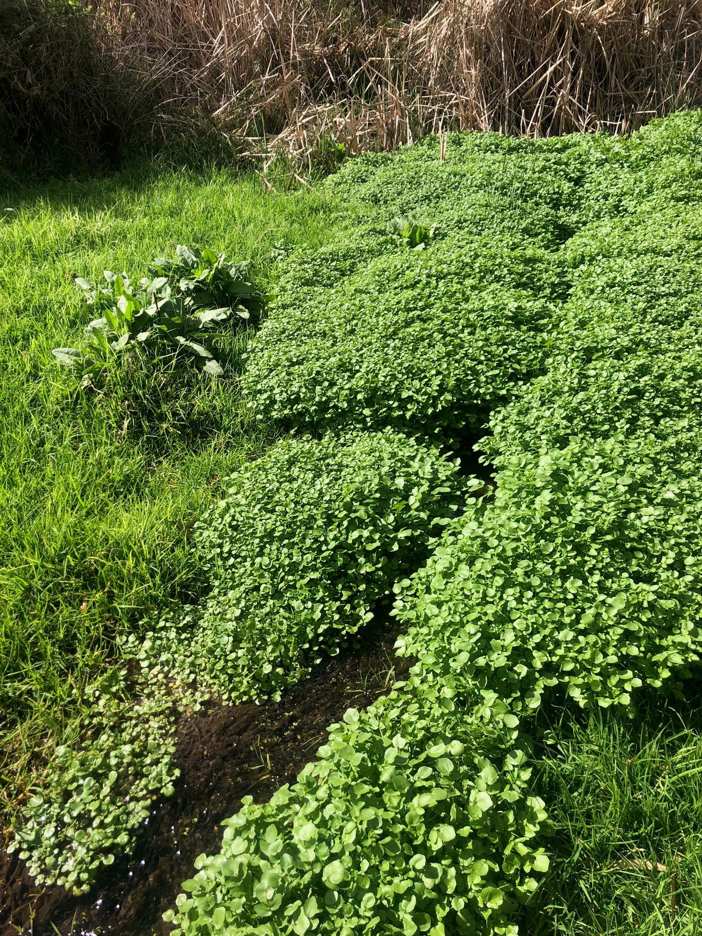 Wild Watercress