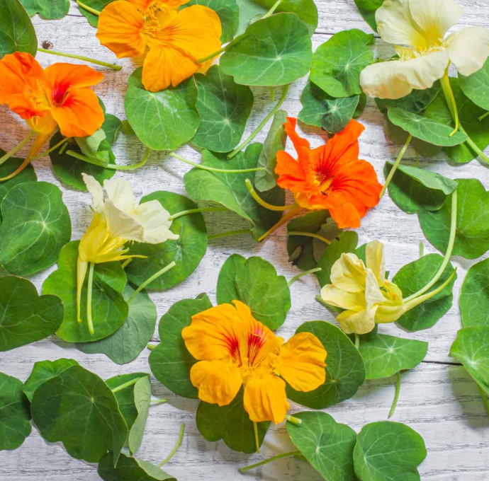 Nasturtium Flower