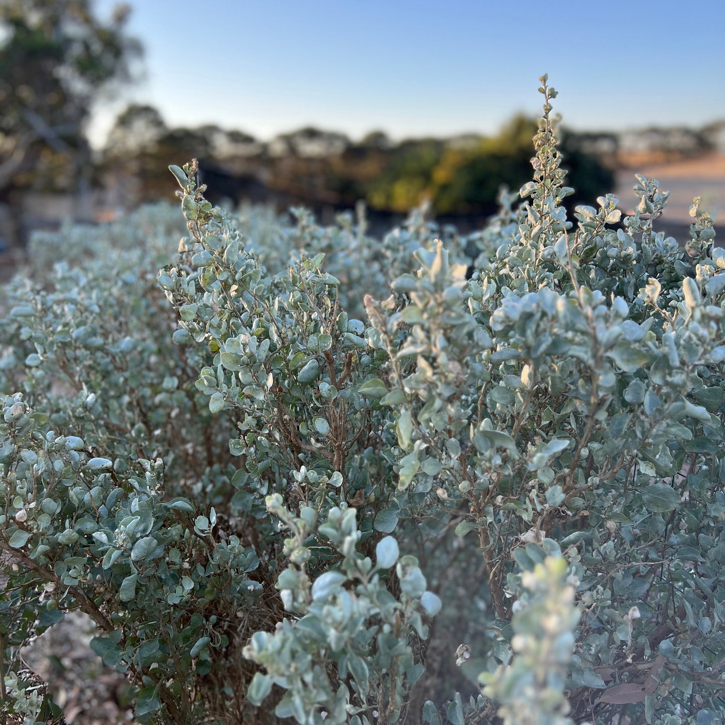 Old Man Salt Bush