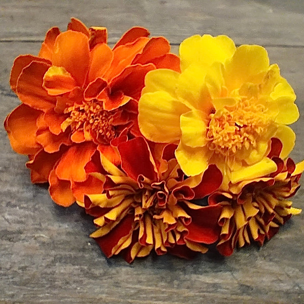 French Marigold Flower