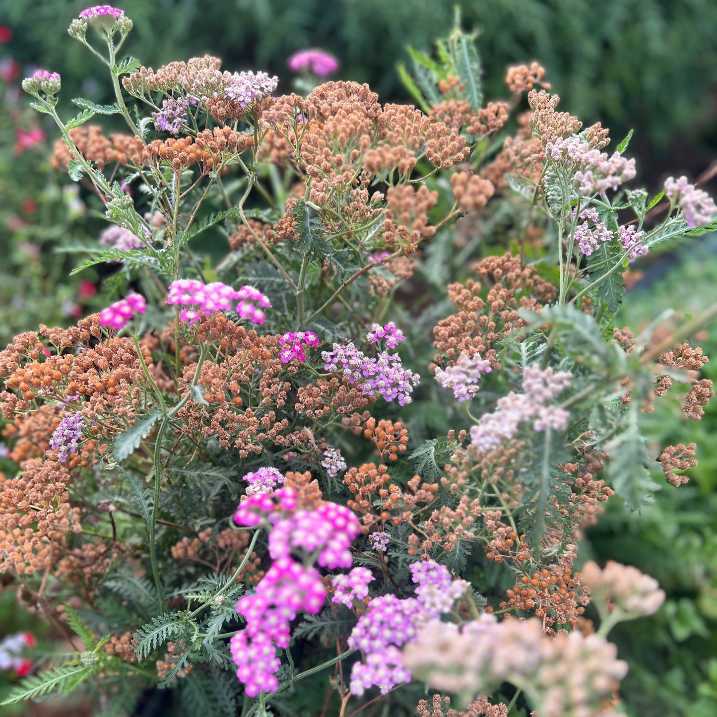 Yarrow Leaves