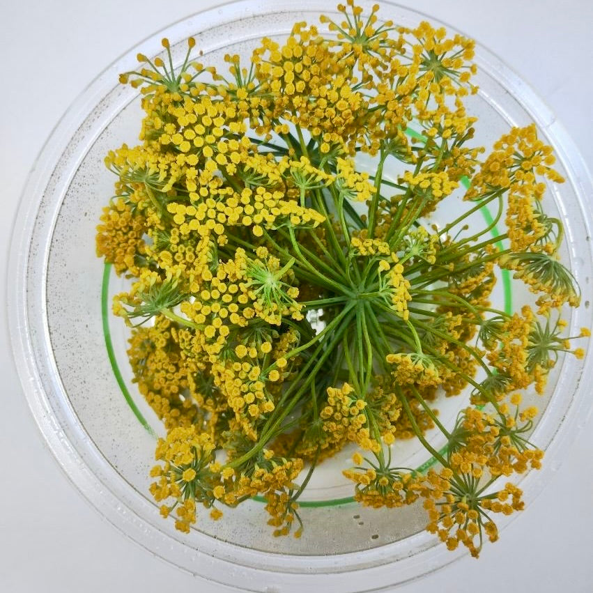 Fennel Flower