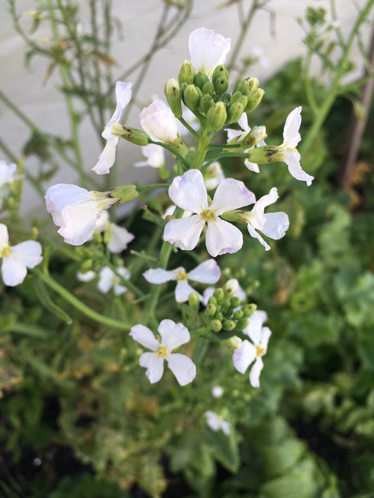 Radish Flower