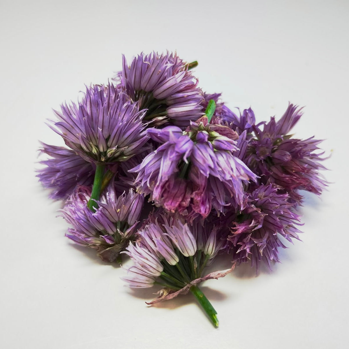 Chive Flower