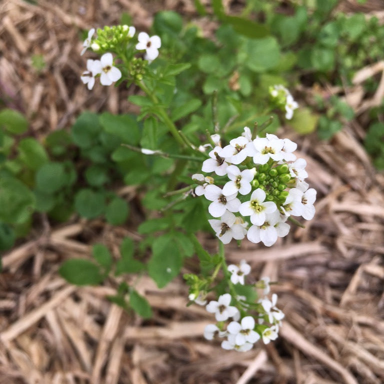 Sweet Allysum Flower