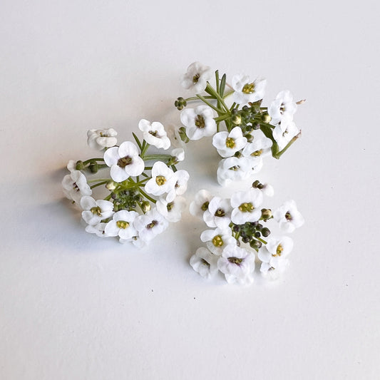 Sweet Allysum Flower