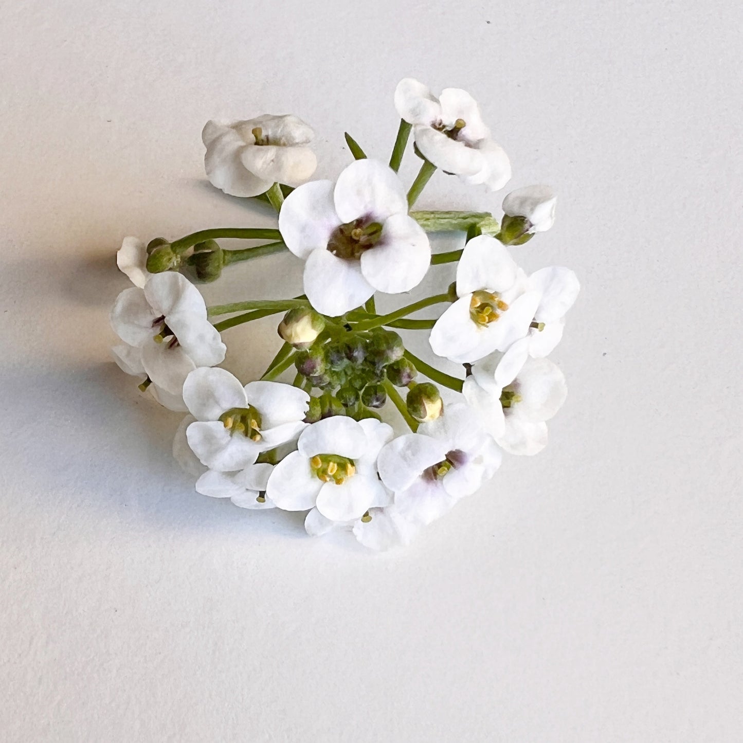 Sweet Allysum Flower