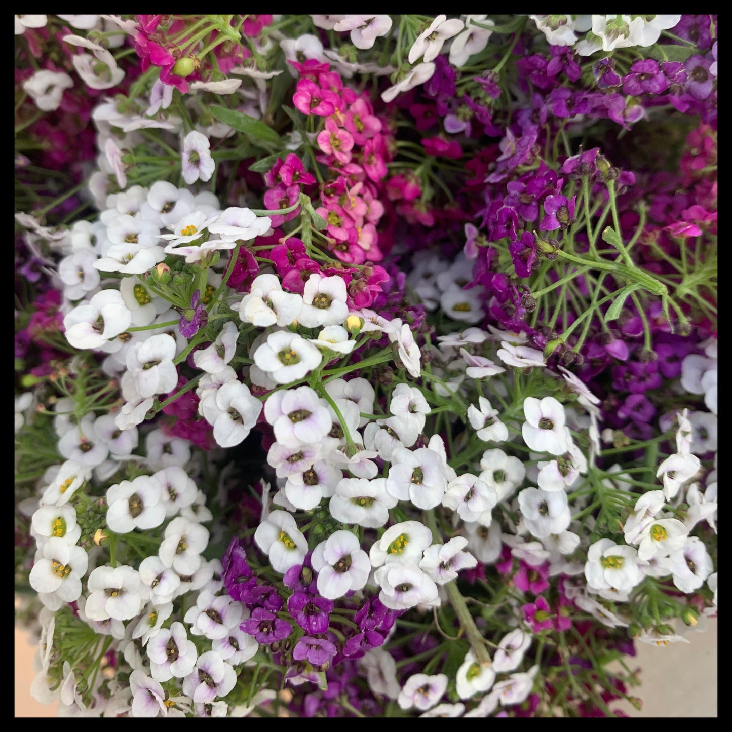 Close-up of a bouquet of white, pink, and purple alyssum flowers.
