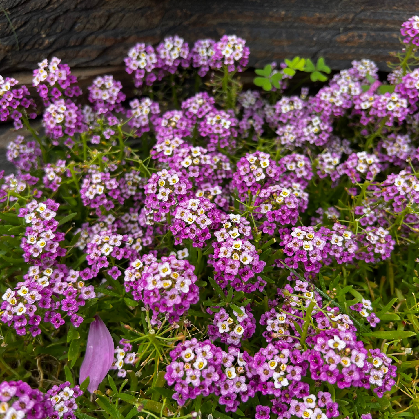 Close-up of pink alyssum  flowers with a natural background