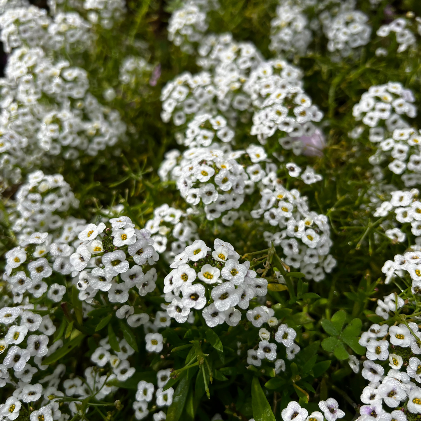 Close-up of white alyssum flowers.