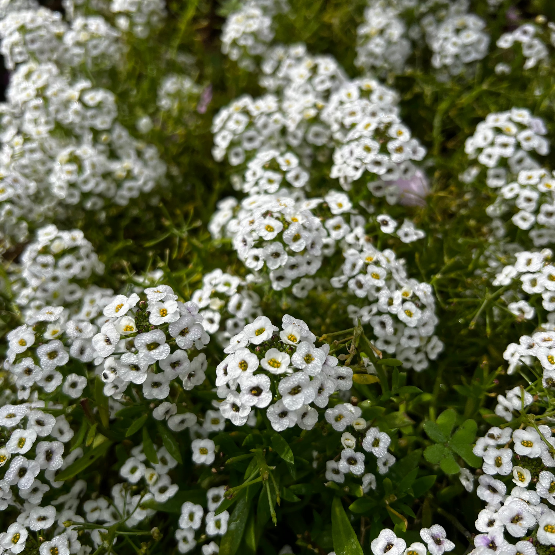 Close-up of white alyssum flowers.