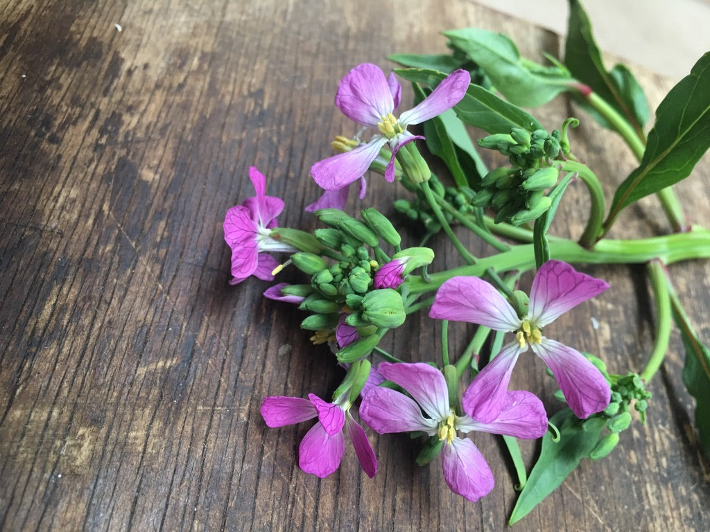 Radish Flower