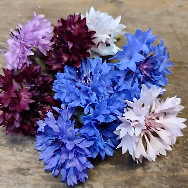 Cornflowers
