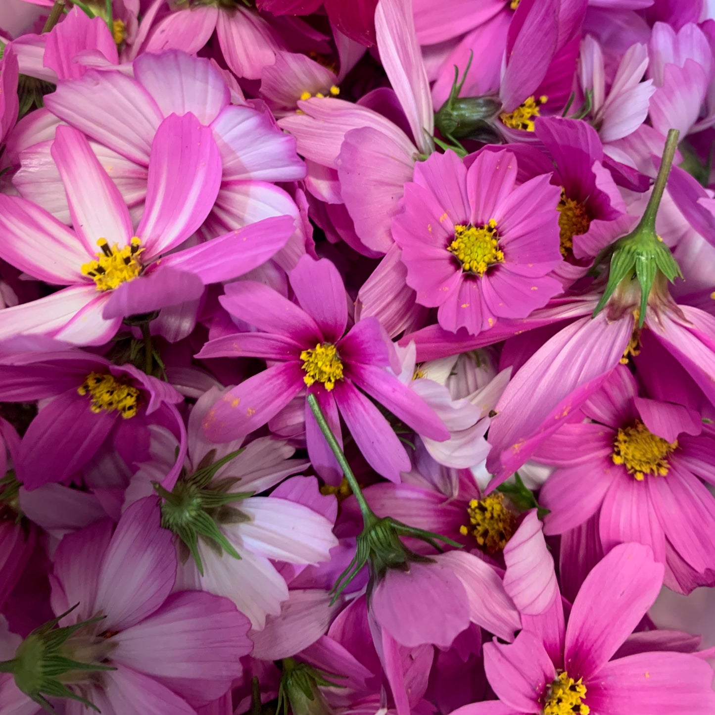 Cosmos Flower