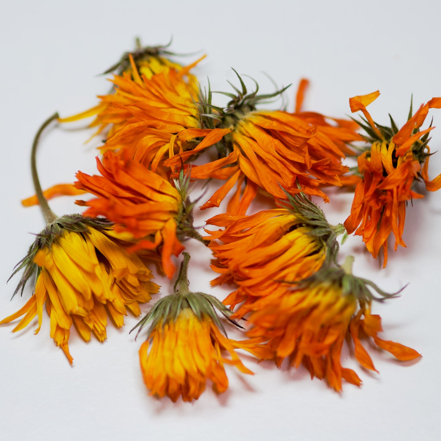 Dried Calendula Marigold Flower (whole)