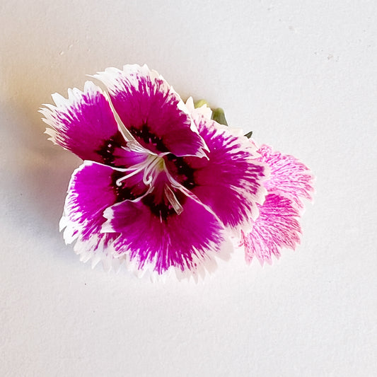 Dianthus Flower