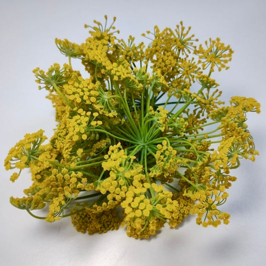 Fennel Flower