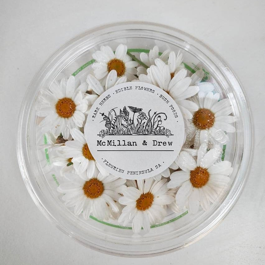 White Aster Daisy Flower