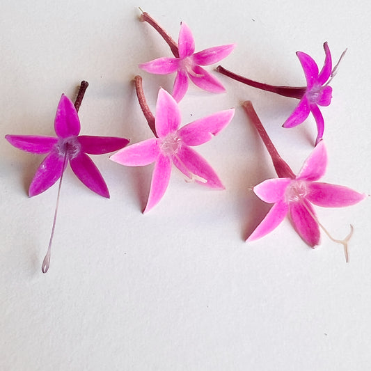 Egyptian Star Flower