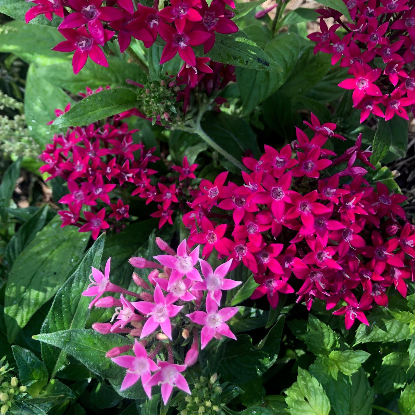 Egyptian Star Flower