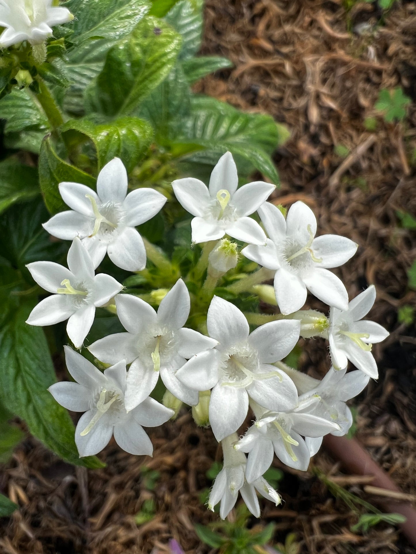 Egyptian Star Flower