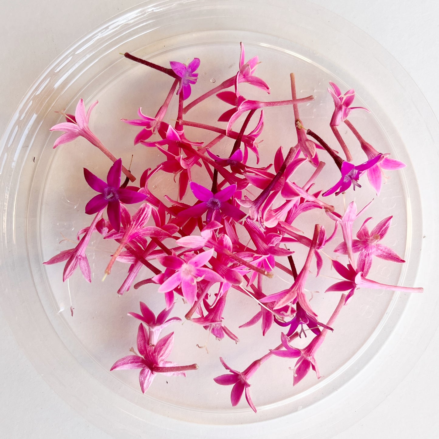 Egyptian Star Flower