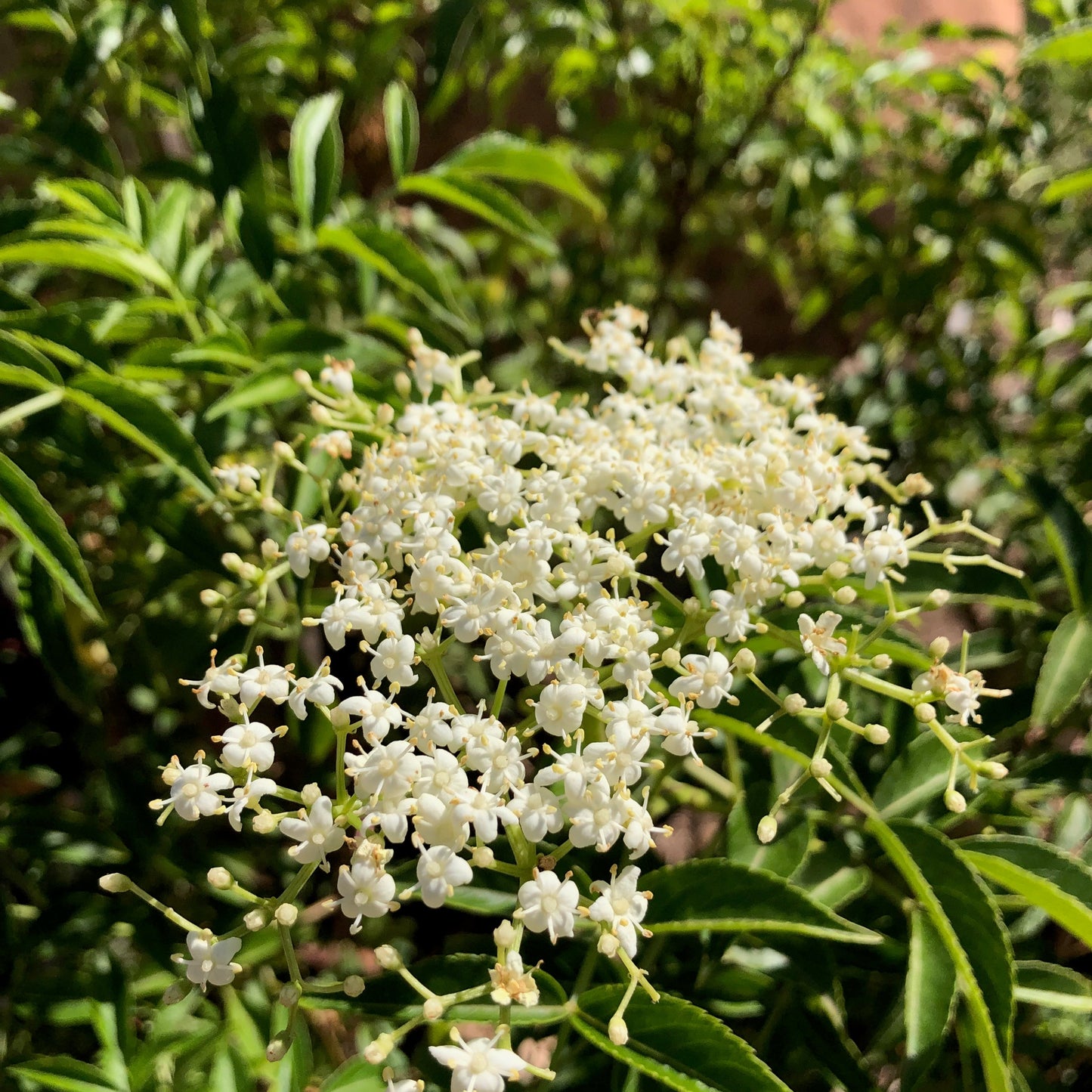 Elderflower