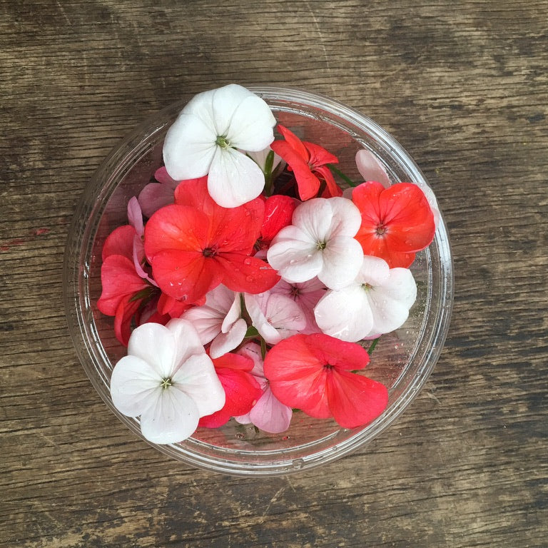Geranium Flower