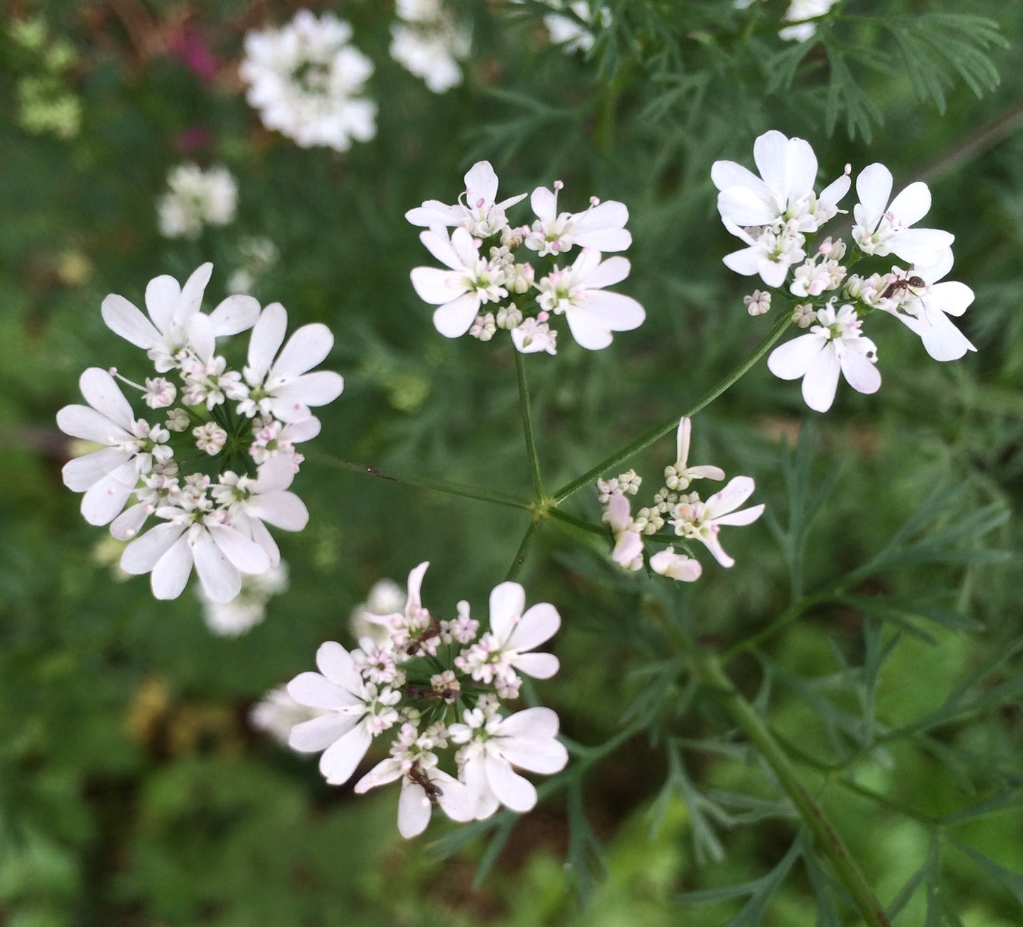 Coriander Flowers