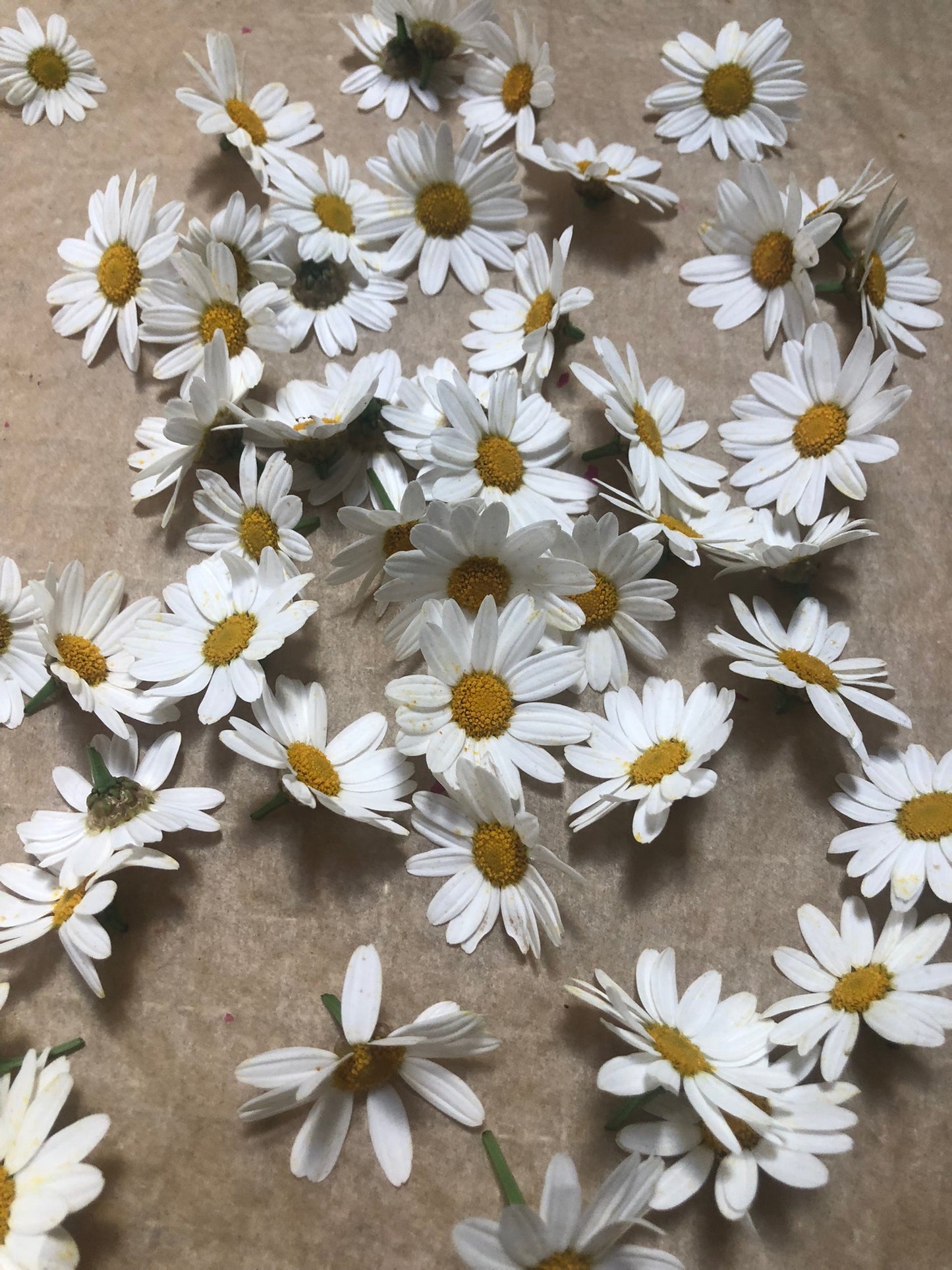 White Aster Daisy Flower