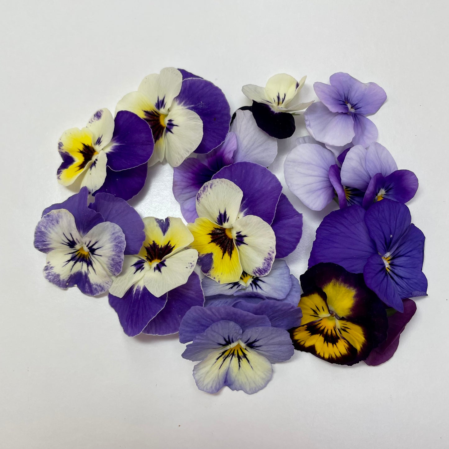 Viola Flower