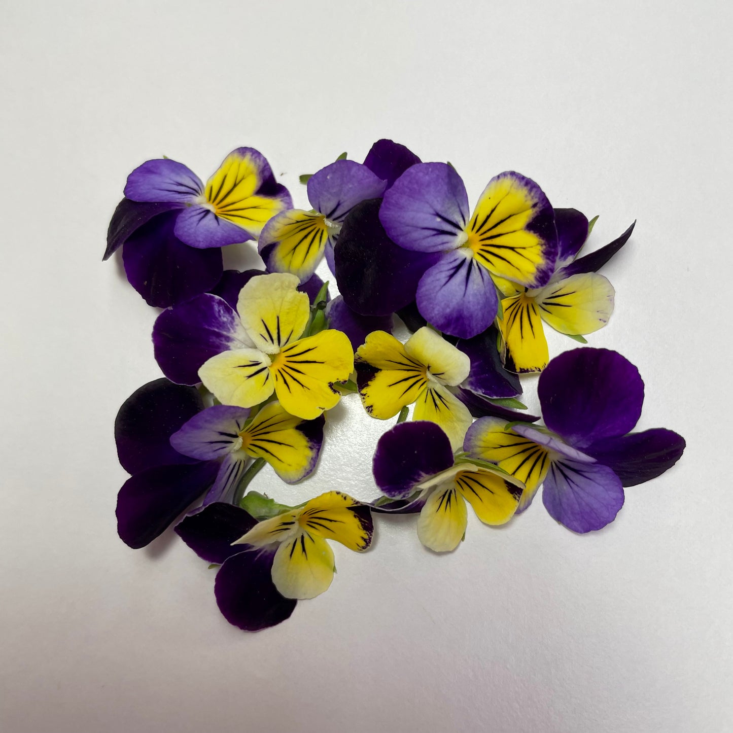 Viola Flower