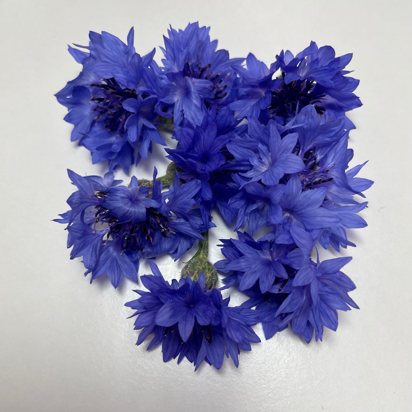 Cornflowers