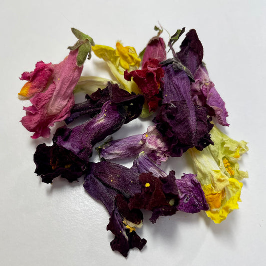 Dried Snapdragon Flowers