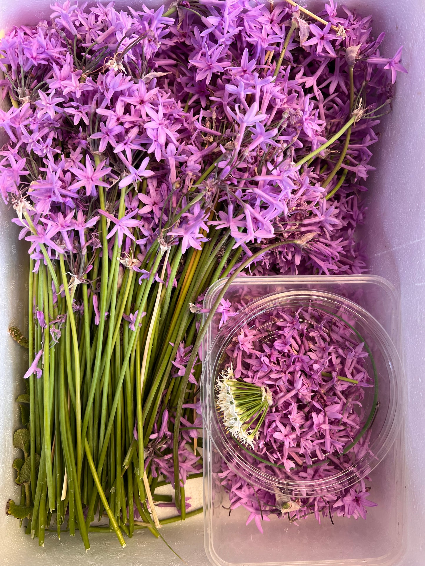 Society Garlic Flower