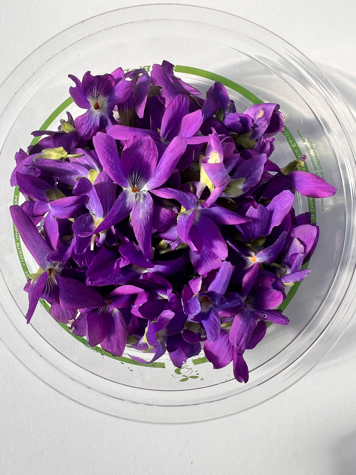Sweet Violet Flower