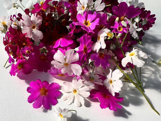 Primula (small) Flower