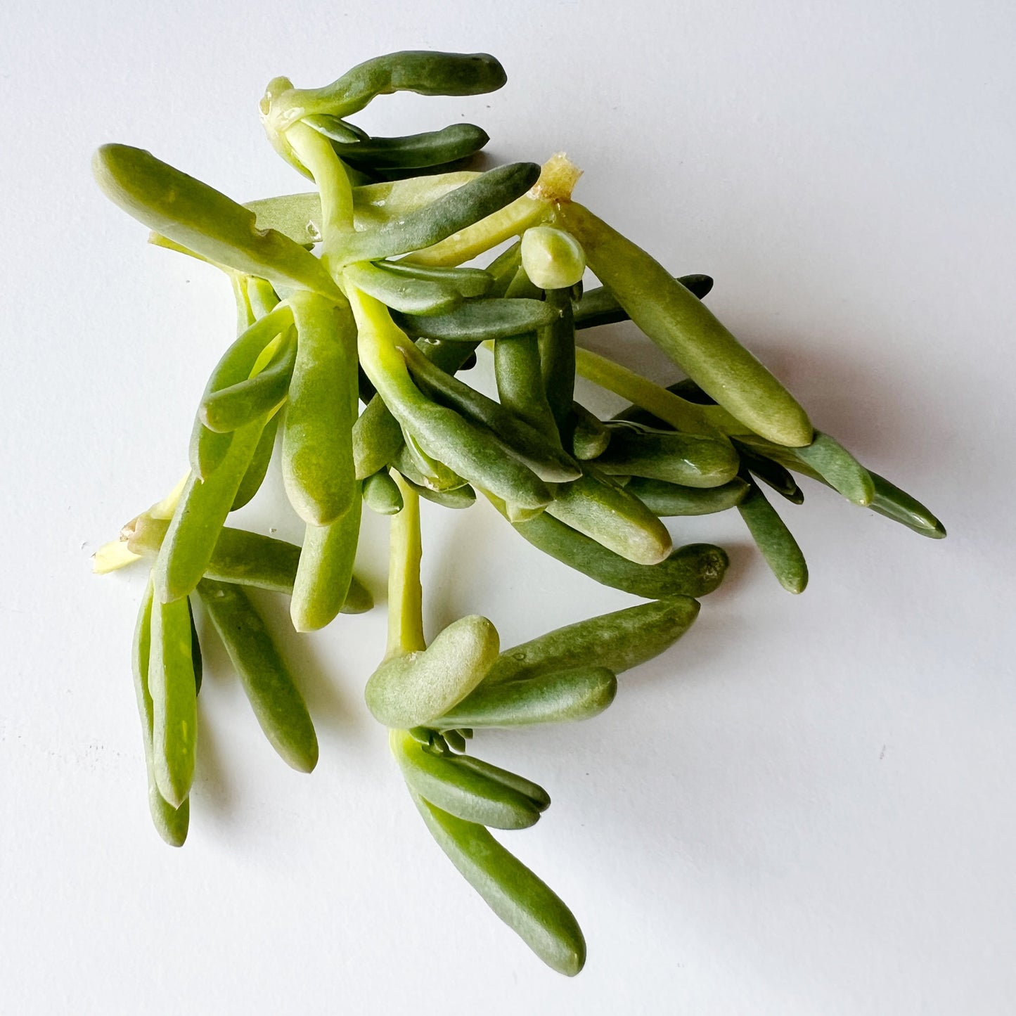 Karkalla - Beach Banana