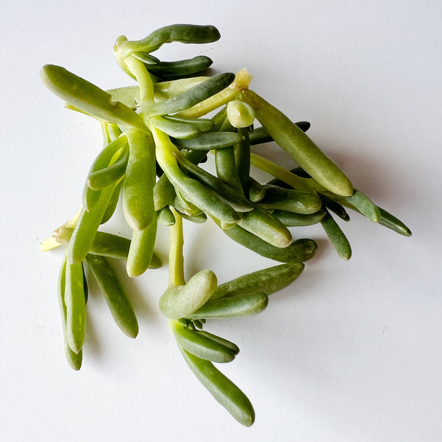 Karkalla - Beach Banana