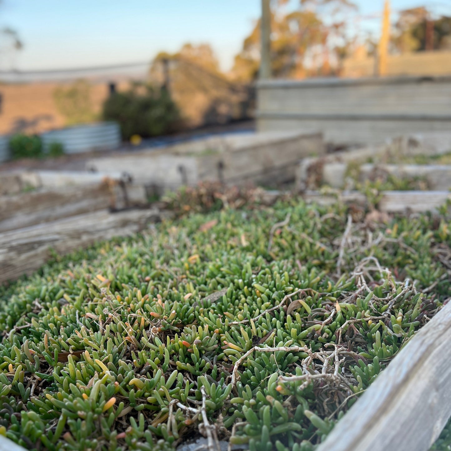 Karkalla - Beach Banana