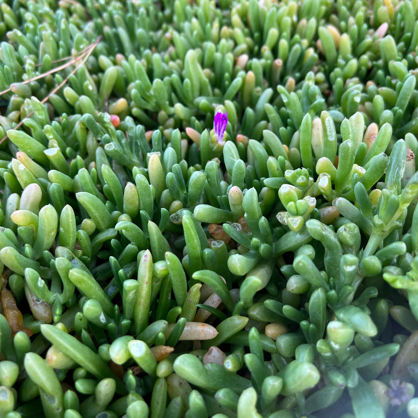 Karkalla - Beach Banana