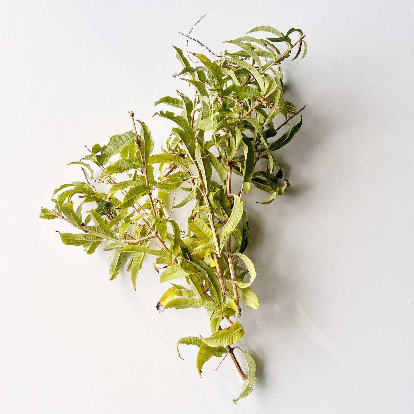 Lemon Verbena
