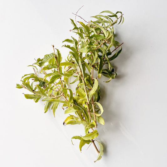 Lemon Verbena