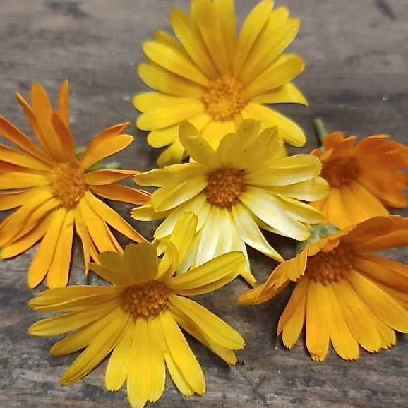 Calendula Marigold Flower