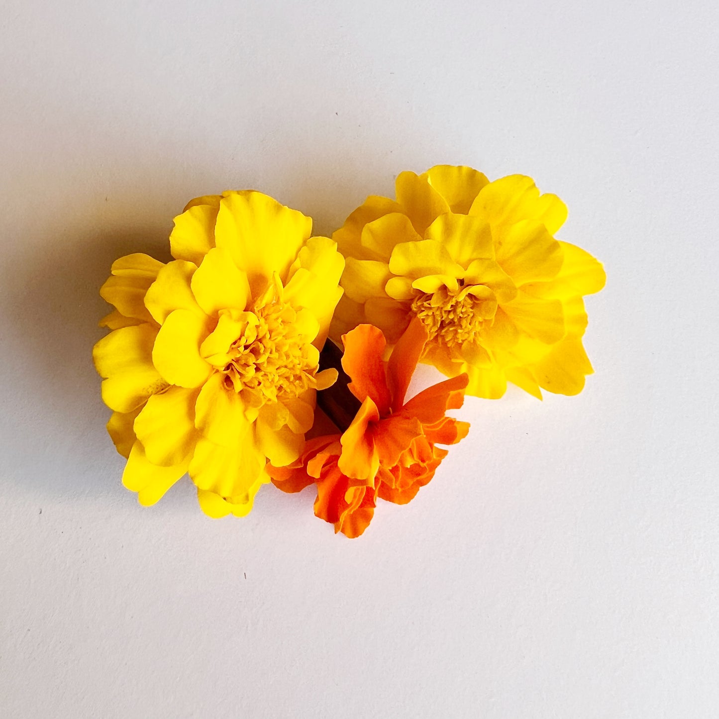 French Marigold Flower