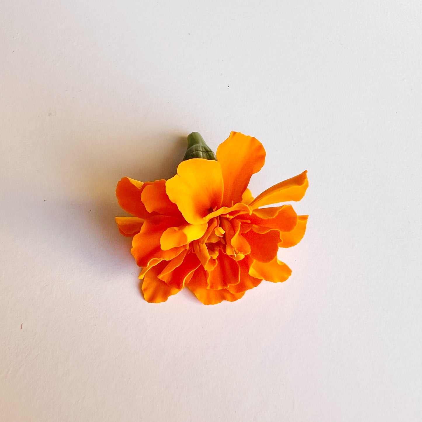 French Marigold Flower