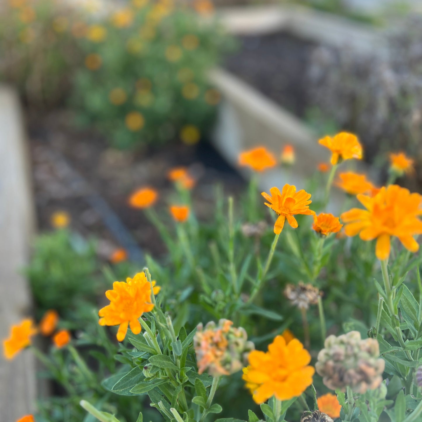 Calendula Marigold Flower