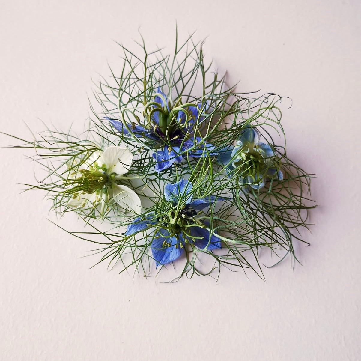 Nigella Flowers
