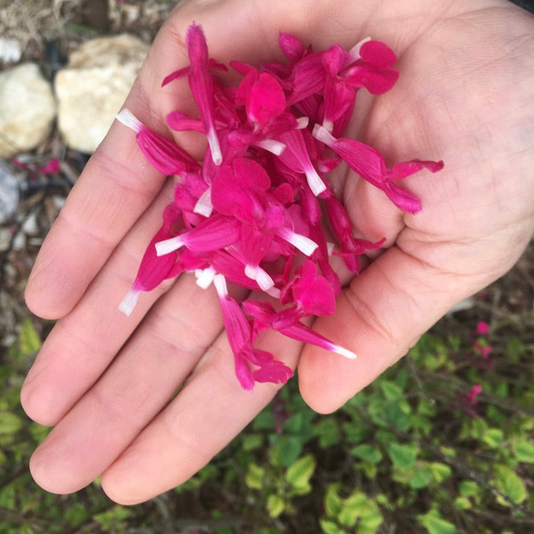 Sage (Salvia sp.)